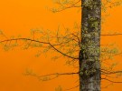 Tree Against and Orange Building