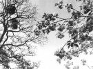 Grey flowers