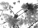 Tree flowers