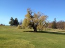 Tree in Summit NJ