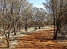 Uluru Path