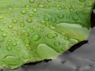 Water's Edge