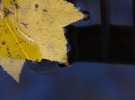 Yellow leaf in Pond