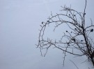 Rose Bush in Snow