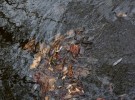 Leaves in Water