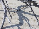 Elusive Dancing Shadow (Mangrove Roots)