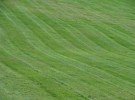 Grass