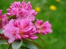 Pink Flowers