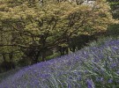 Blue bells