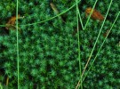 Moist moss