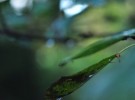 Leaf drop