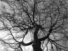 branches