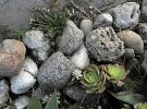 Rock Pile