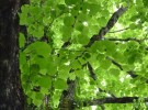 Feuilles vertes