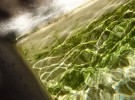 Water and light, Fontaine du Grenier