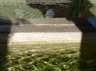 Windows in Water
