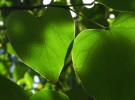Green Hearts