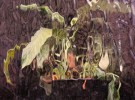 Plant behind window