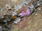 Flower and moss - New Mexico