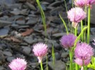 Rocks and Blooms