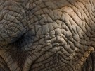 wrinkels
