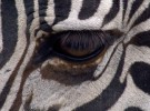 stripes