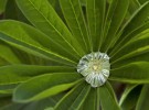 morning dew