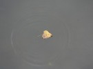 Ripple