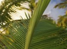 Palmtree.