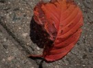 Leaf in the street