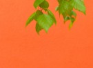 orange and green