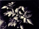 Feuilles d'été