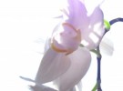 Orchidée