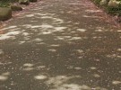 Dappled light with Cherry blossoms