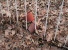 pots abandoned 