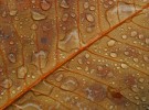 rain on leaf