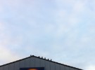 pigeons on supermarket roof