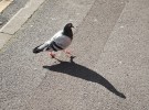 pigeon & shadow