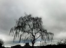 willow tree