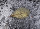 Wet Leaf & Asphalt